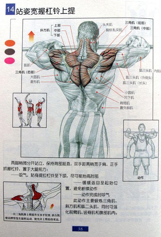 肌肉健美训练图解电子版