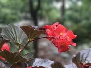 映日荷花别样红的文学文化魅力