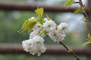 春雨贵如油古诗春雨的文化内涵与历史价值