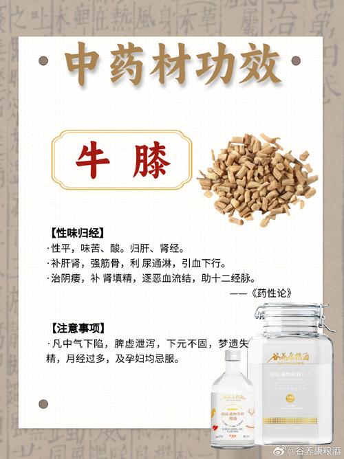 牛膝的作用与功效及副作用