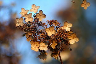 蝴蝶恋花