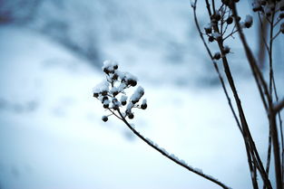 西湖之美如诗，犹如一幅精美的画卷。它以其迷人的景色、优雅的环境和深厚的文化内涵吸引了无数游客前来游览。