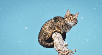 在世最长寿的猫咪离世，生命的奇迹与告别