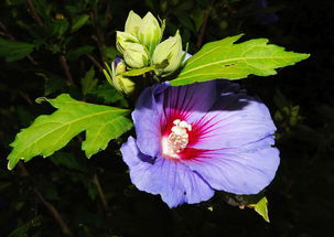 赞美美丽的花朵