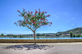 山水酒店厦门推窗见绿，“景景”有条！厦门这里……