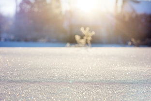 雪花下的诗意世界