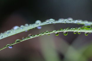 蒹葭苍苍，白露为霜 —— 用搞笑梗重新诠释古文的魅力