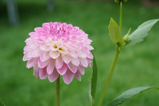 芍药花开，生活添彩——探秘芍药花的多重魅力