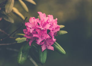 探秘人间四月芳菲尽——山寺桃花始盛开的文学之旅